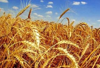 Узбекистан приступил к уборке зерновых