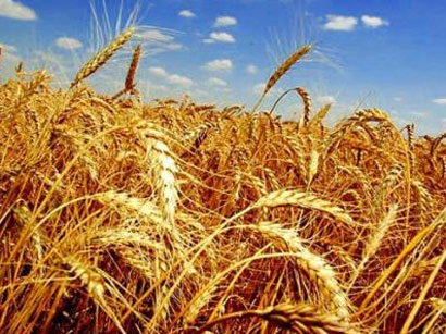 Rusya'dan beklenen soruya cevap: Tahıl ihracatı sınırlandılmayacak