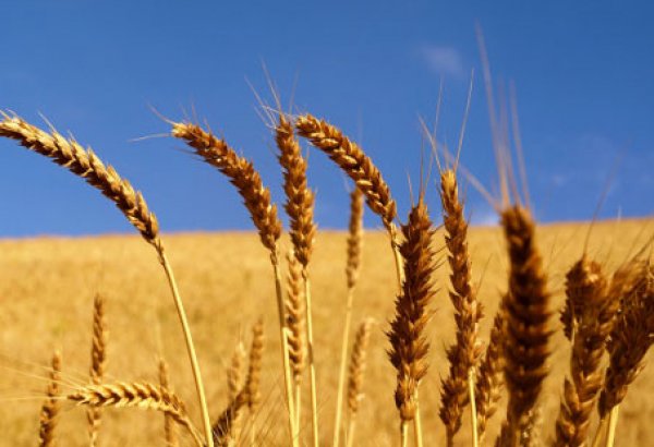 Minister: Grain yield increases in Azerbaijan