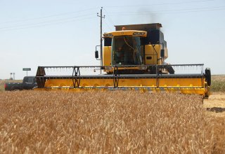 В Азербайджане на сегодняшний день убрано около 800 тысяч гектаров зерновых