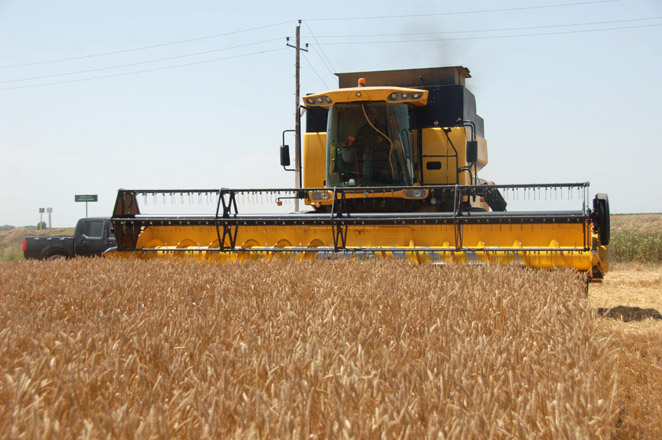 В Туркменистане началась уборка пшеницы