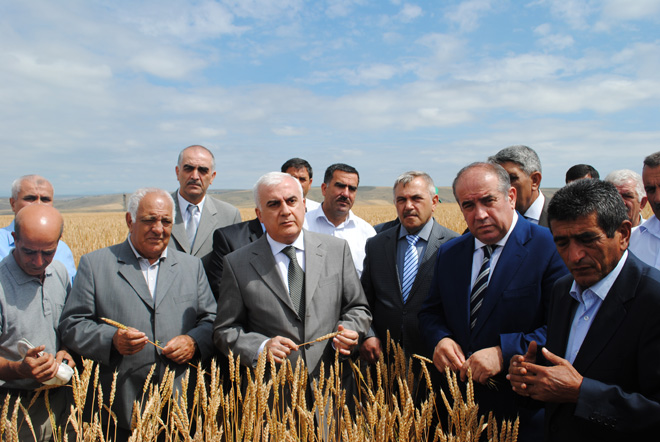 Увеличение средней урожайности до 35 ц/га полностью покроет потребность Азербайджана в зерновых - министр (ФОТО)