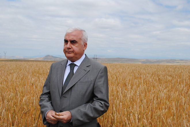 Увеличение средней урожайности до 35 ц/га полностью покроет потребность Азербайджана в зерновых - министр (ФОТО)