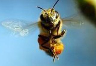 ABŞ-da naməlum şəxslər 200 min arını öldürdü