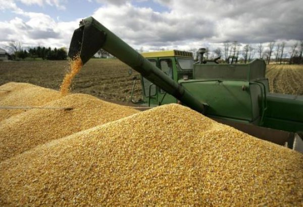 В Азербайджане собрали полмиллиона тонн зерна