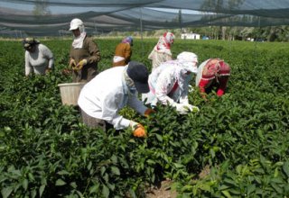 Over 13,000 jobs created in Iran’s agriculture sector