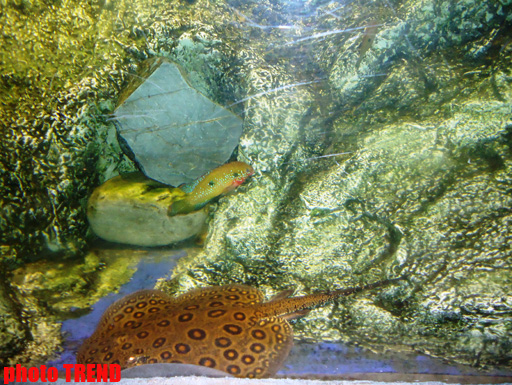 Самый большой аквариум Европы глазами азербайджанца - удивительный мир подводного царства (фотосессия)