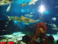 Самый большой аквариум Европы глазами азербайджанца - удивительный мир подводного царства (фотосессия)
