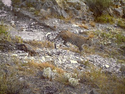 На территории заповедника в Азербайджане впервые был сфотографирован леопард