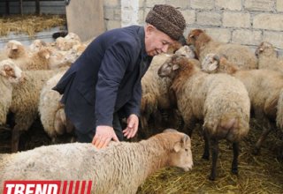 Caucasian Muslims Office issues fatwa in connection with Eid al-Adha in Azerbaijan