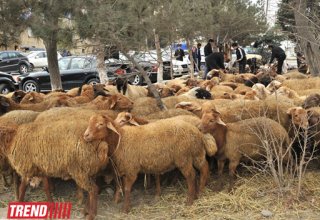В Азербайджане пока не зафиксировано фактов продажи больного скота во время праздника Гурбан - ветслужба
