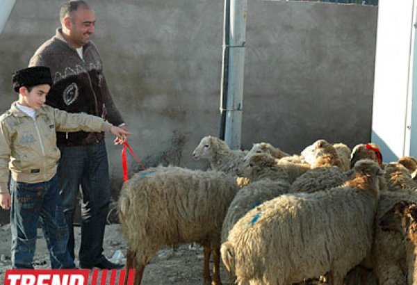 В Азербайджане в связи с Гурбан байрамы было поставлено около 12-15 тыс. голов скота - министр