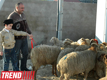 В Азербайджане в связи с Гурбан байрамы было поставлено около 12-15 тыс. голов скота - министр