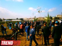 Правящая партия Азербайджана провела акцию по посадке деревьев (ФОТО)