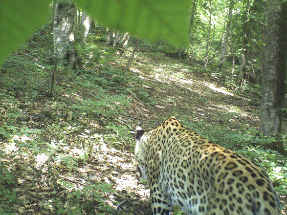 В Гирканском национальном парке Азербайджана обнаружен еще один кавказский леопард