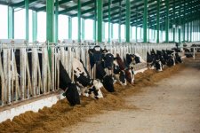 Один из ведущих производителей молочнокислой продукции Азербайджана полностью автоматизировал свою деятельность (ФОТО)