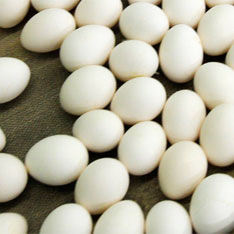 В Китае обнаружили куриные яйца, снесенные более 2 тыс. лет назад - СМИ