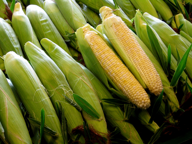 Georgia stops state hybrid corn programme