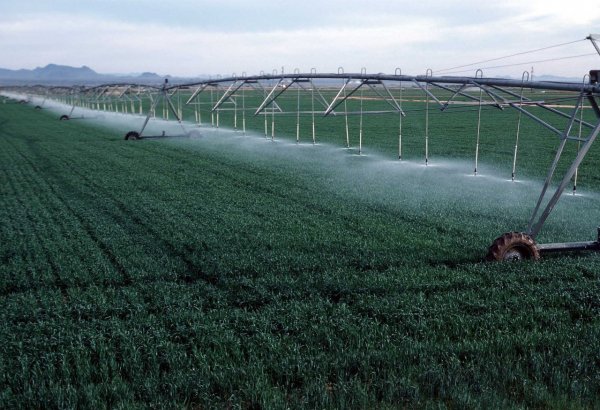 Agricultural lands in Iran's Qazvin province equipped with modern irrigation systems