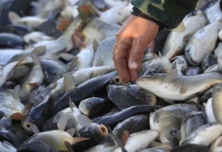Azerbaijan nearly doubles seafood exports
