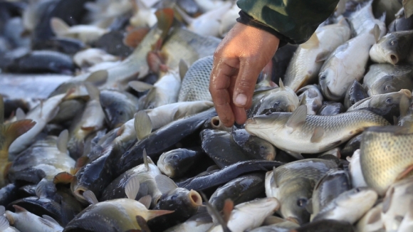 Azerbaijan nearly doubles seafood exports