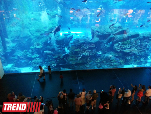 Путешествие по Дубаю: самый большой в мире аквариум - глазами азербайджанца (фотосессия)