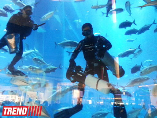 Путешествие по Дубаю: самый большой в мире аквариум - глазами азербайджанца (фотосессия)