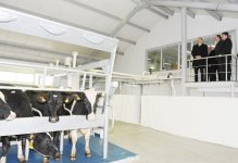 Президент Азербайджана принял участие в открытии Габалинского молочно-животноводческого комплекса (ФОТО)