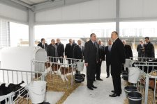 Президент Азербайджана принял участие в открытии Габалинского молочно-животноводческого комплекса (ФОТО)