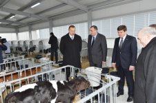 President Ilham Aliyev inaugurates cattle breeding and milk processing complex in Gabala (PHOTO)