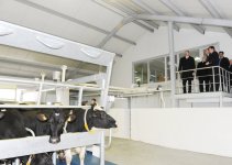 President Ilham Aliyev inaugurates cattle breeding and milk processing complex in Gabala (PHOTO)