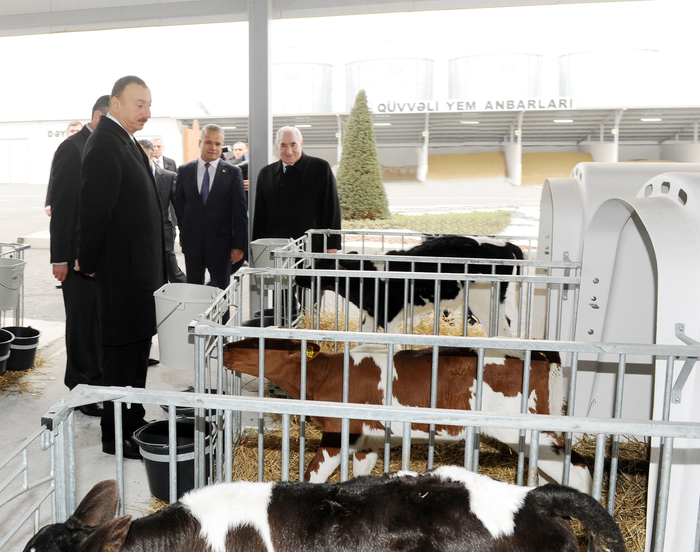 Prezident İlham Əliyev Qəbələ heyvandarlıq-südçülük kompleksinin açılışında iştirak edib (FOTO)