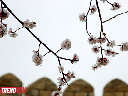 Весна в Баку (фотосессия)