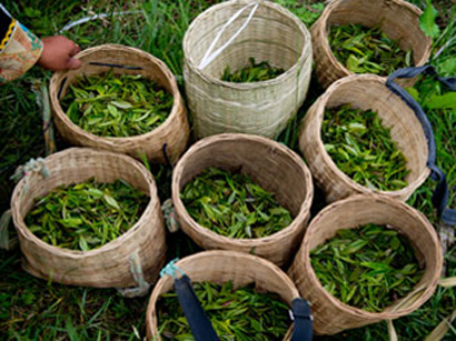 India to export 30 million kilograms of tea to Iran