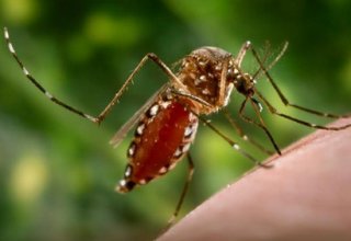 Nine confirmed dead from dengue in Honduras