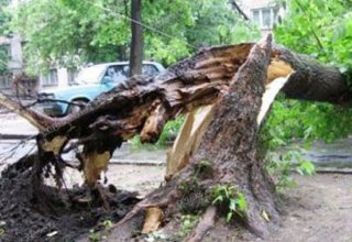 Сильный ветер в Баку с корнем вырвал 10 деревьев