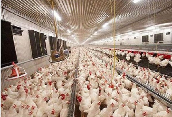 Iran bans imports of chicken and eggs from EU