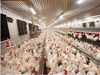 Bird flu hits chicken farm in eastern Iran
