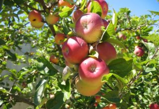 Cultivation of traditional apple varieties to be restored in Azerbaijan