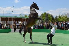 В Ашхабаде проходят международные мероприятия, посвященные ахалтекинским коням (ФОТО)