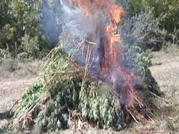 Georgia`s Interior Ministry conducts operation to destroy wild hemp