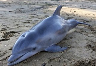 В Мексике зарегистрировали массовую гибель дельфинов