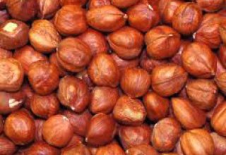 Azerbaijan’s Aqrarco LLC reveals dates for launching new plant for hazelnuts production