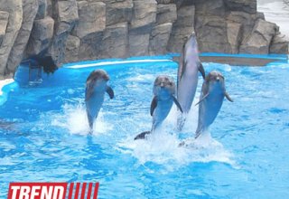 Hindistanda delfinlər şəxsiyyət kimi tanındı, delfinariyalar qadağan edildi