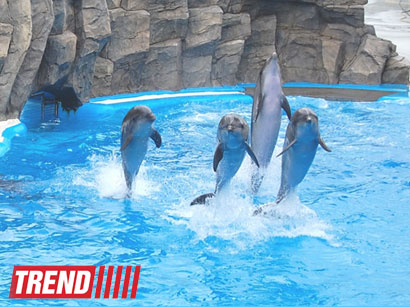 Hindistanda delfinlər şəxsiyyət kimi tanındı, delfinariyalar qadağan edildi