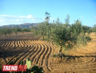 Путешествие в Тунис: выбираем оливковое масло и готовим "кус-кус" (фото, часть 6)