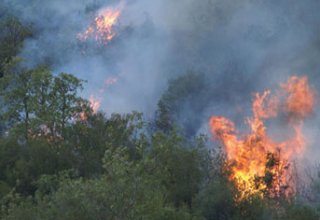 В Гирканском национальном парке на юге  Азербайджана вспыхнул пожар
