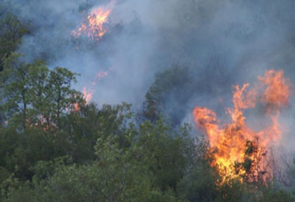 В горах Габалинского района произошел пожар