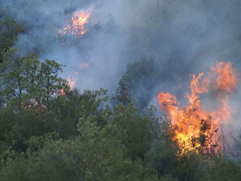 Лесной пожар в Огузе перекинулся на территорию Шахдагского национального парка