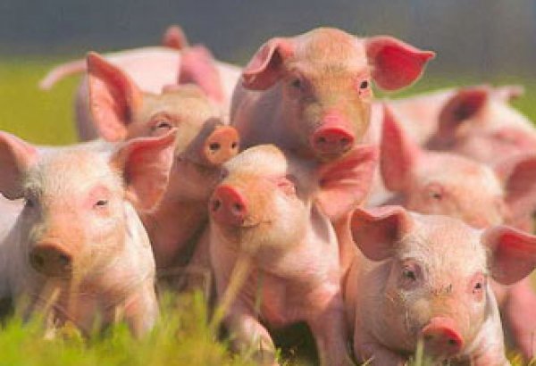 Африканская чума свиней Азербайджану не угрожает - Госветслужба
